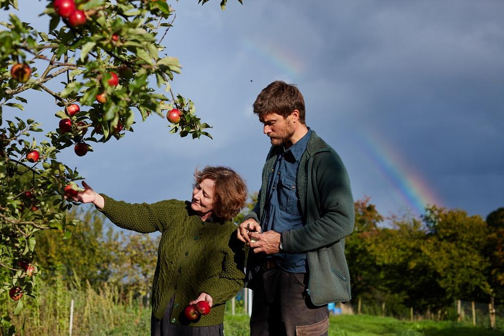Чудовий врожай яблук цієї осені в той час, коли оси ще залишаються активними та роблять процес споживання та збору яблук трошки ризикованим