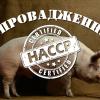 Впровадження НАССР у свинарстві: вимоги до утримання, годування та здоров’я свиней. 