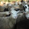 Чужа ко­шара овець не наплодить або Чи готова Україна до відродження дрібної худоби?