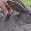 Вакцинування маточного поголів’я кроликів