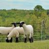 Огородження пасовища - як організувати випас худоби