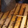 Буде мед ― буде і соняшник: Економічні вигоди бджолозапилення