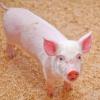 Перехід на дорощування та відгодівля свиней — PROFITна свиноферма