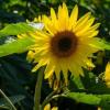 Захист соняшнику і досвід його вирощування — дайджест