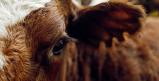 Страхування сільськогосподарських тварин: Україна ще у пошуках моделі