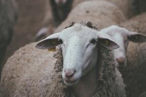 Науковці та вівчарі поділилися своїми думками і прогнозами
