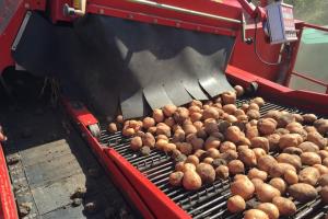 Ринок картоплі України