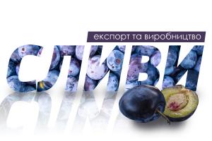 Експорт та виробництво сливи в Україні