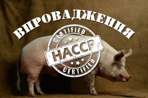 Впровадження НАССР у свинарстві: вимоги до утримання, годування та здоров’я свиней. 