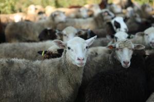 Чужа ко­шара овець не наплодить або Чи готова Україна до відродження дрібної худоби?