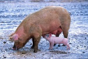 Захворіла свиномама: основні хвороби поросних свиноматок