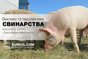 Виклики та перспективи для свинарства: репортаж із форуму «Свиноферма майбутнього»
