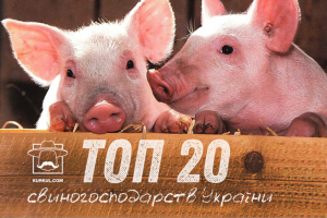 Найбільші свиноферми України — рейтинг господарств
