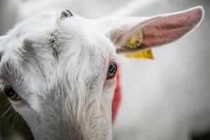Технологія вирощування м’ясних кіз