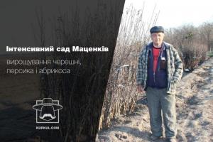 Інтенсивний сад Маценків: вирощування кісточкових