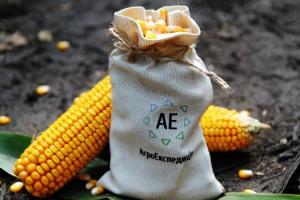 Ціни, урожай, стан посівів і прогнози виробництва кукурудзи у 2019 році