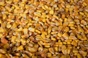 Вартість міжнародного експорту кукурудзи за 2018 р. зросла на 700 $млн