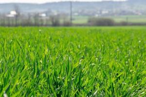 Чому контроль падалиці пшениці є важливим для врожаю 2020 року
