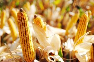 Сім кроків, як збільшити врожайність та прибутковість кукурудзи
