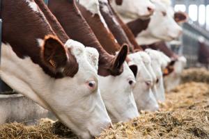 Як створити ефективну молочну ферму: поради британських фахівців