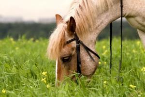 Корм для коней: раціони та норми годівлі