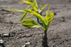 Продуктивна волога в ґрунті: визначення запасів і поради щодо збереження