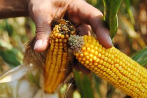 Три ризики монокультури кукурудзи