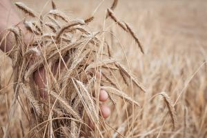 10 ознак надійності трейдера — як не потрапити у пастку з продажем зерна