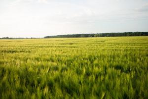 ТОП 10 фермерських господарств Чернігівщини