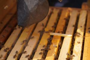 Буде мед ― буде і соняшник: Економічні вигоди бджолозапилення