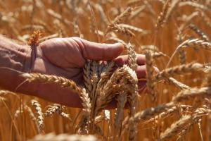 Ранні зернові ― урожай 2020: очікування vs реальність