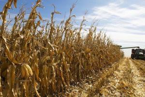 Автоматні черги в кукурудзі на Черкащині — боротьба за врожай загострюється 
