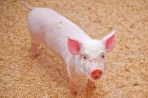 Перехід на дорощування та відгодівля свиней — PROFITна свиноферма