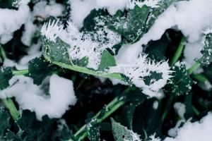 Морози та рекордні снігопади: Як вони вплинуть на озимі та весняну посівну