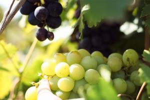 Виноград у теплиці: фізіологічні порушення та їх лікування