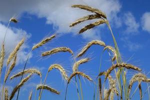 «Житній» дайджест — найцікавіші матеріали про жито