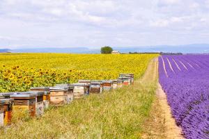 Нові законопроєкти про бджільництво і захист рослин