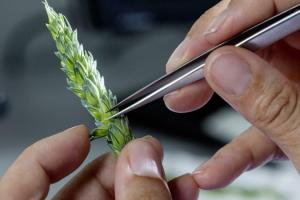 Агротренди: Критерії вибору фунгіцидного захисту зернових