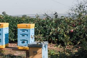 Критика та порівняння проєктів закону про бджільництво
