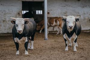 Ферма, ВРХ, м'ясне скотарство