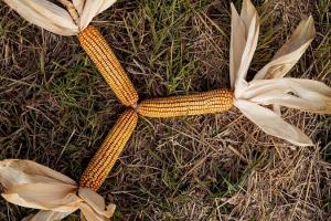 5 кроків до успіху при вирощуванні кукурудзи