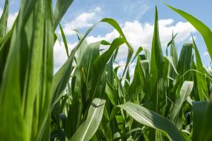 Показники врожайності гібридів кукурудзи UNIVERSEED в 2021 році