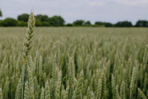 Агротренди: ризики та переваги інвестування у протруювання зернових