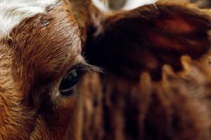 Страхування сільськогосподарських тварин: Україна ще у пошуках моделі