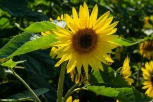 Захист соняшнику і досвід його вирощування — дайджест