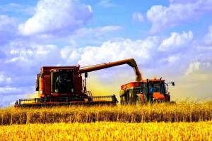 Жнива ранніх зернових: які нові правила диктує війна в Україні