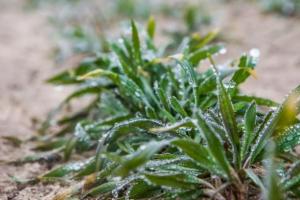 Тепла зима та різкі морози: чи доведеться фермерам пересівати озимі