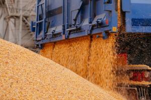 Сезон продажів зерна завершується: яка ситуація із непроданими запасами