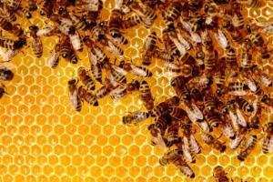 Що чекає пасічників у 2023: про ціни меду, бджіл та інші проблеми