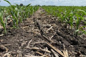 Антикризова економія: Кукурудза на ноутілі — особливості профілактичних обробок